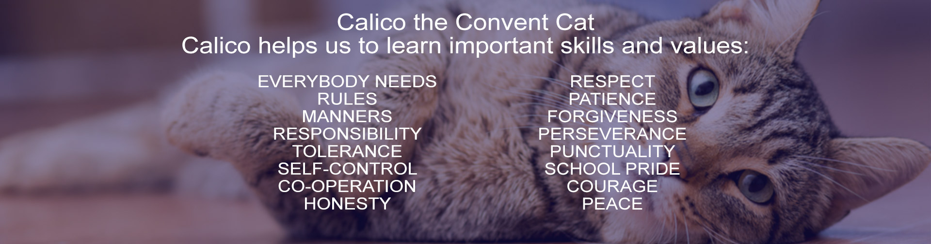 Our Lady Of Natal School - Calico the Cat Values